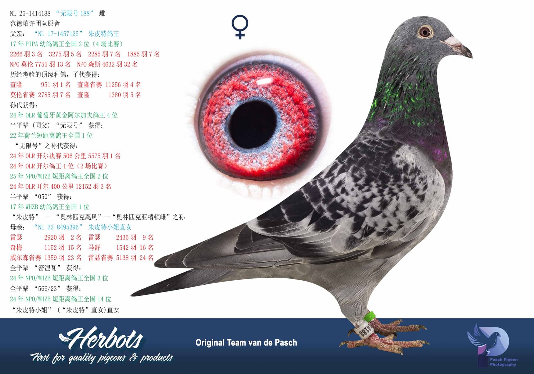 pigeon: undefined