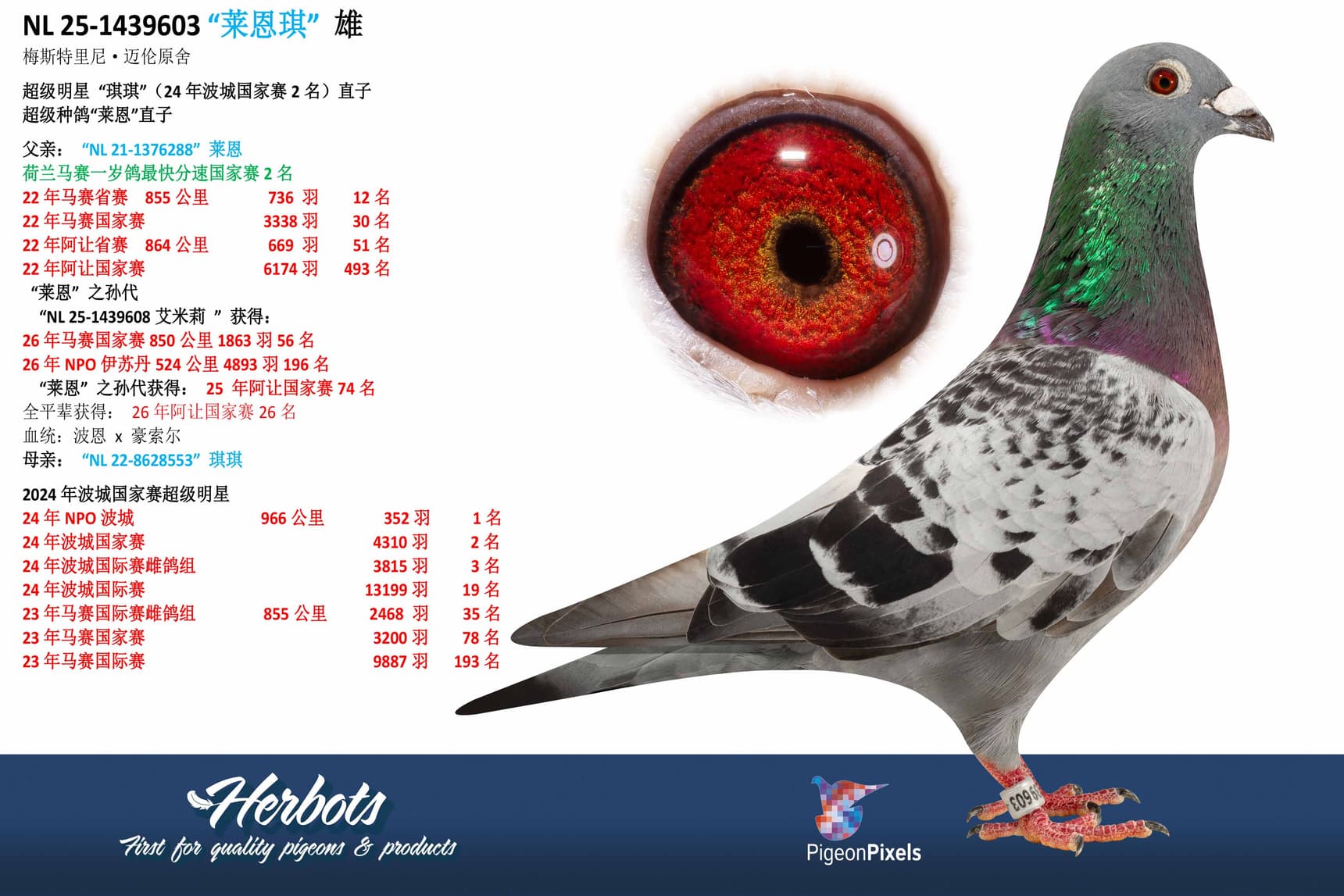 pigeon: undefined