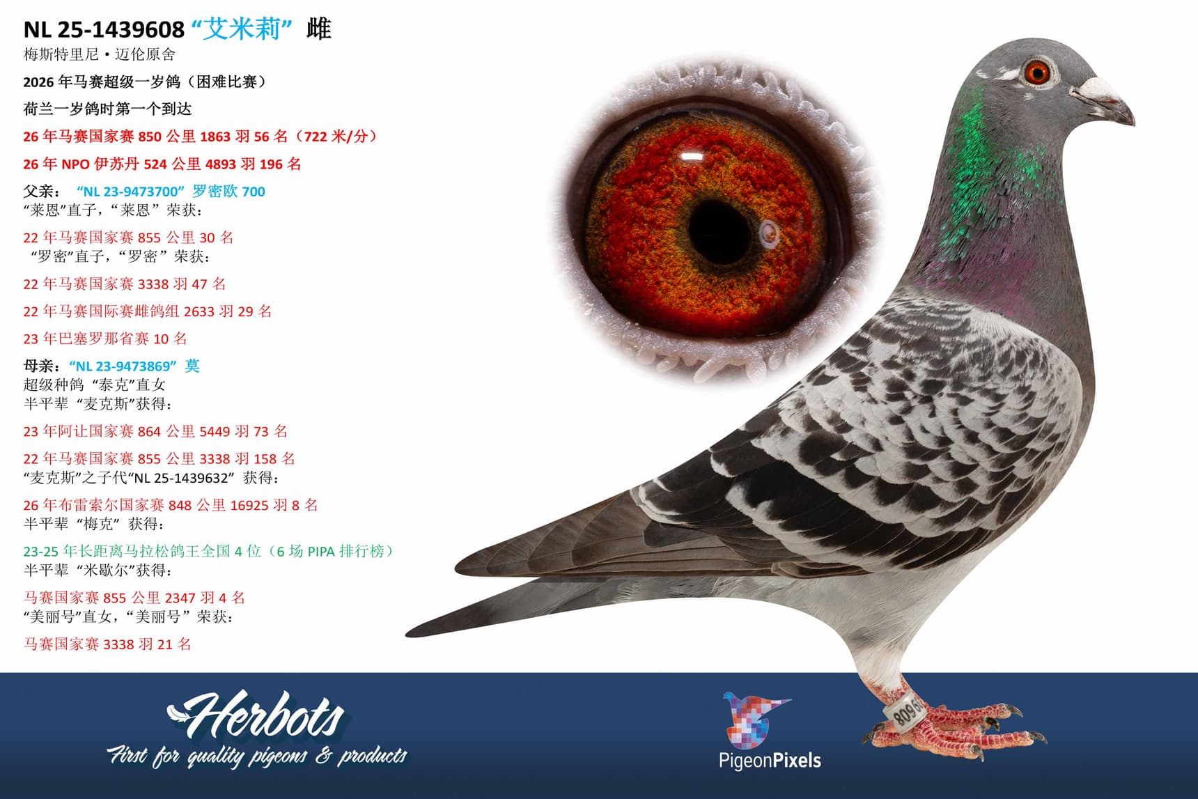 pigeon: undefined