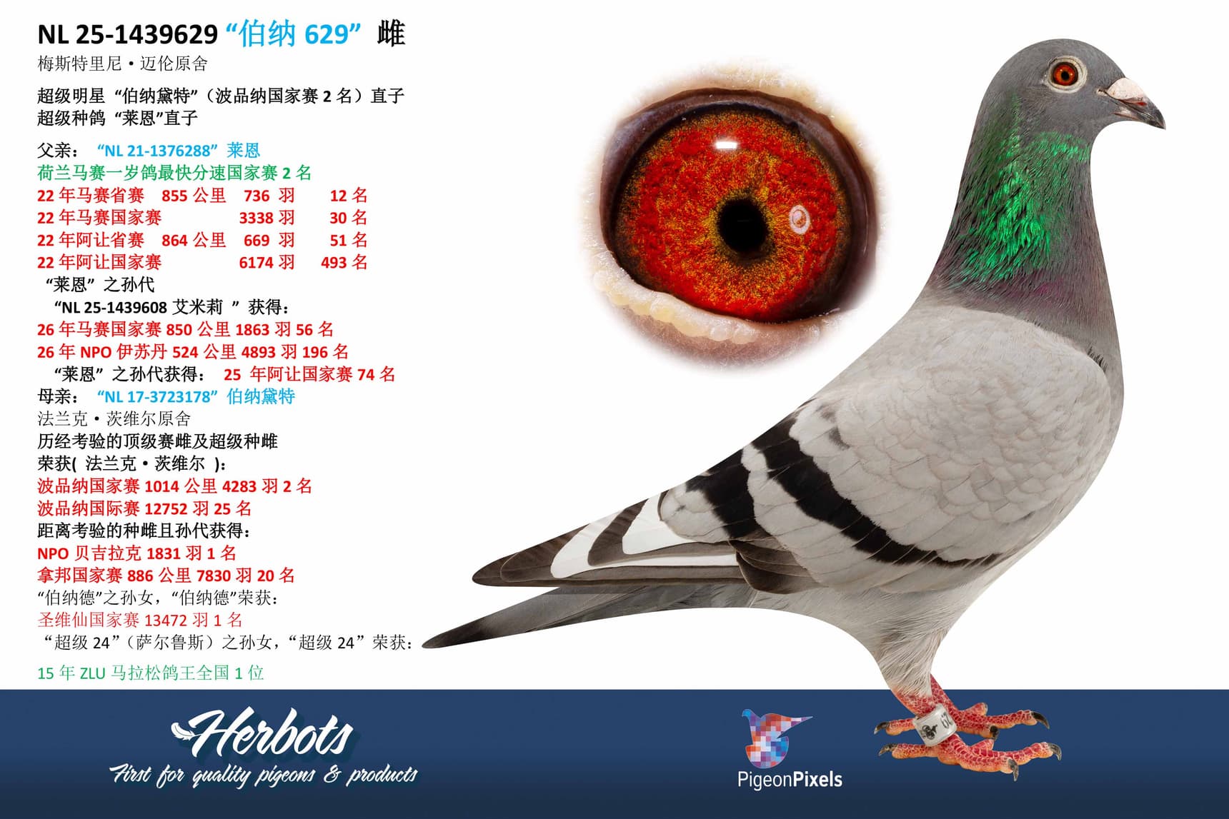 pigeon: undefined