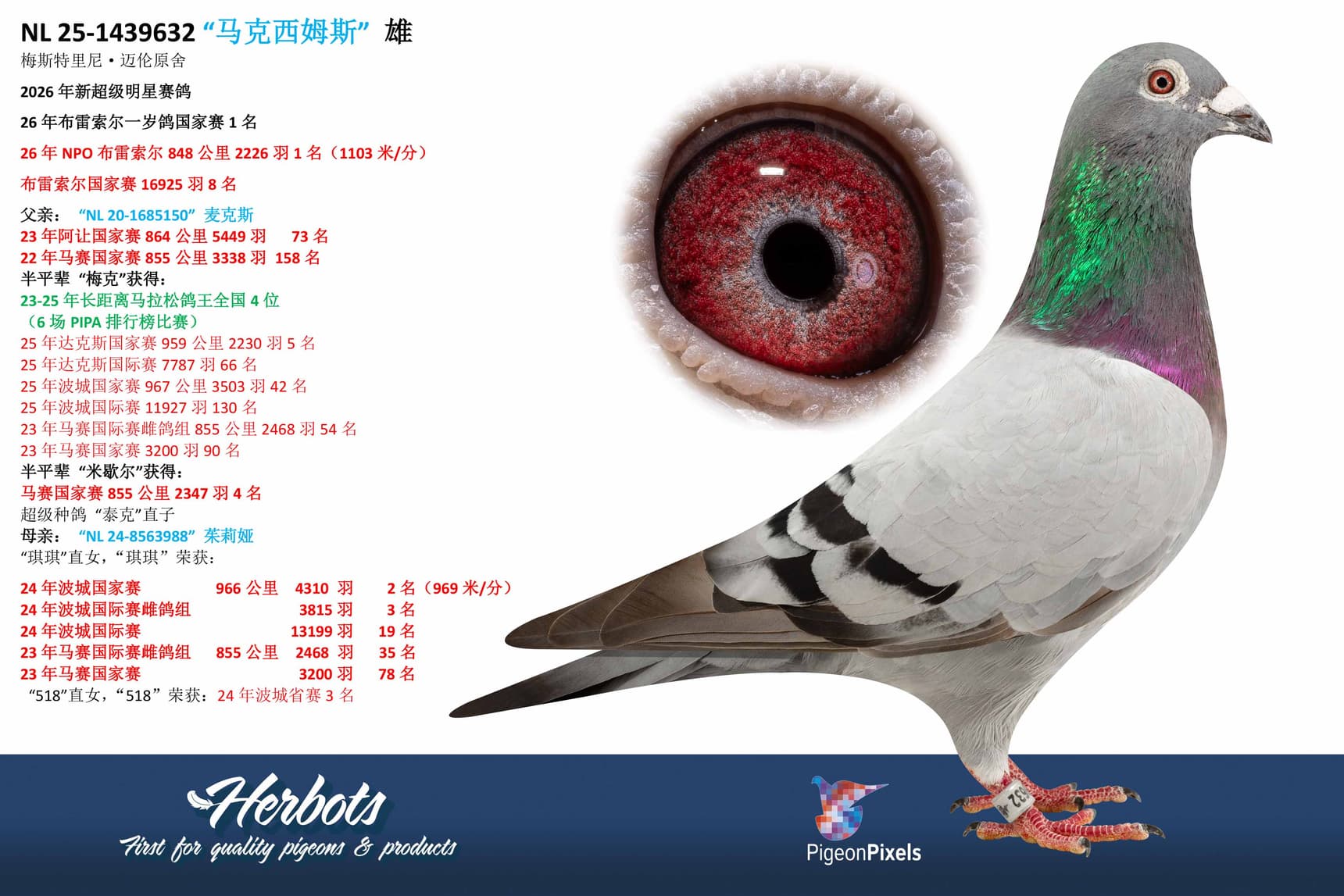 pigeon: undefined
