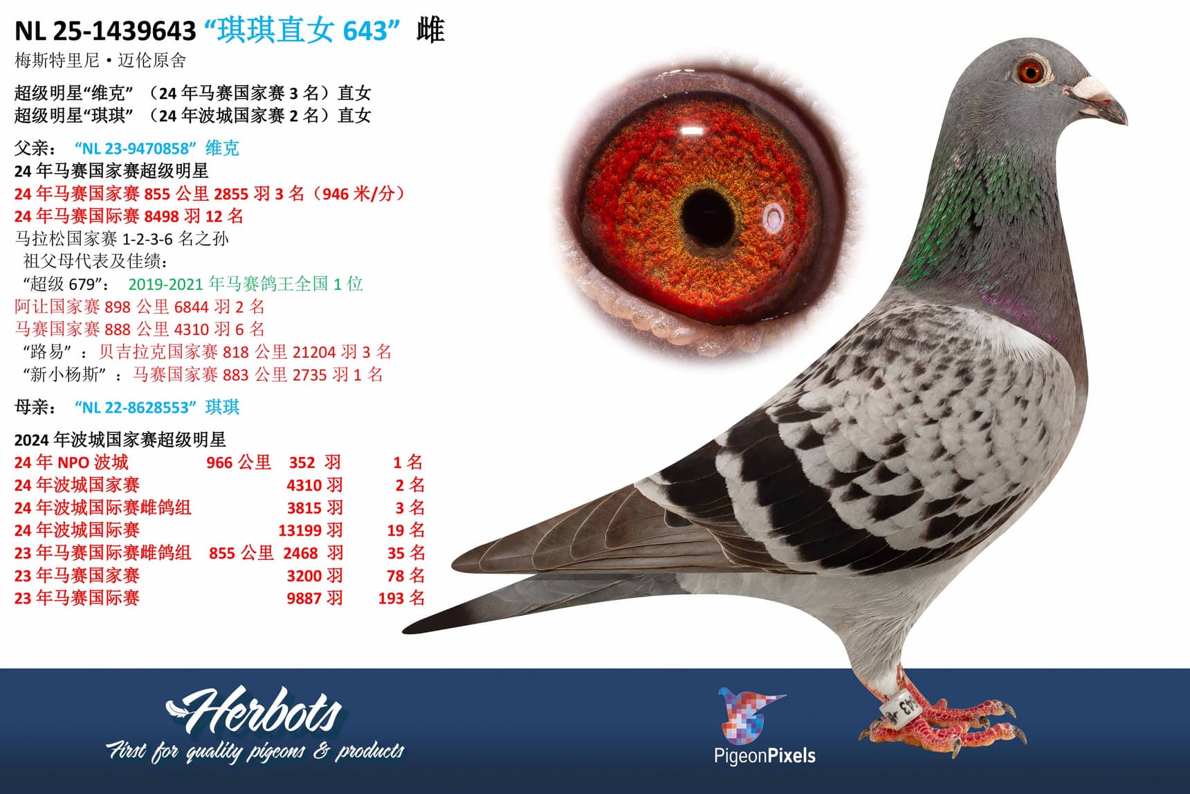 pigeon: undefined