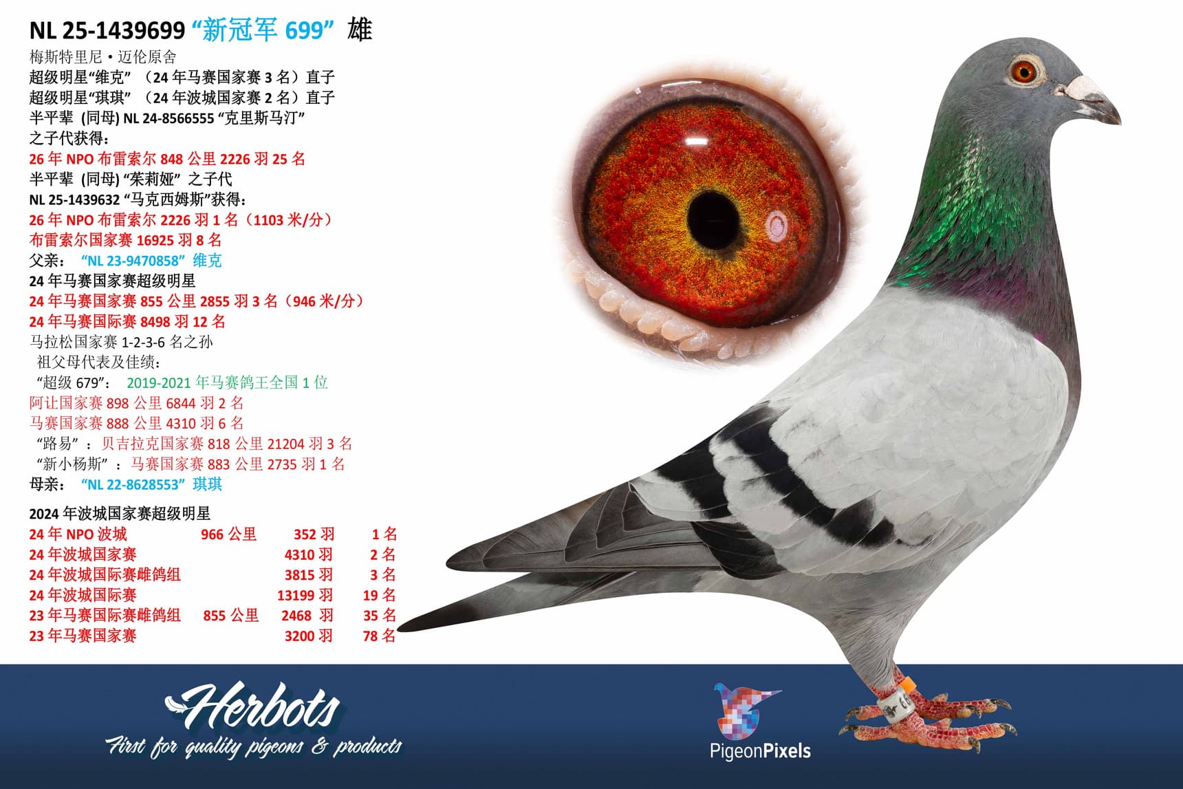 pigeon: undefined