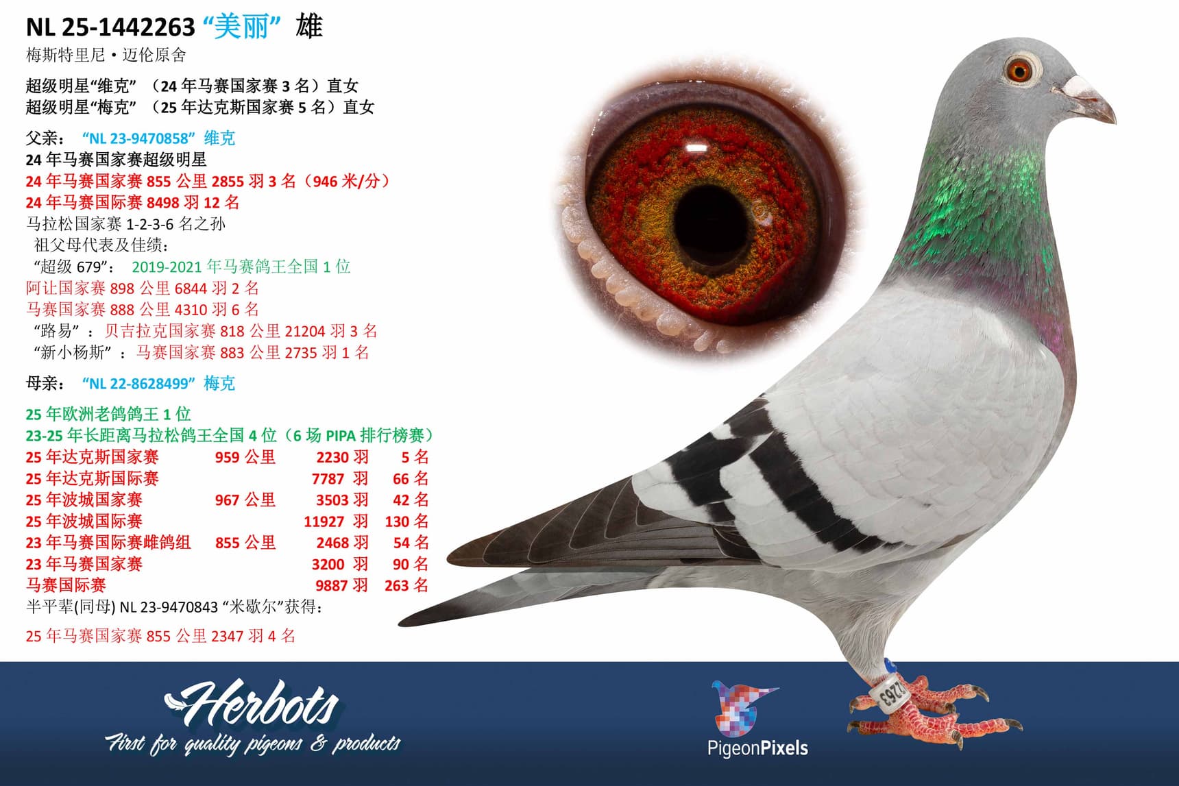 pigeon: undefined
