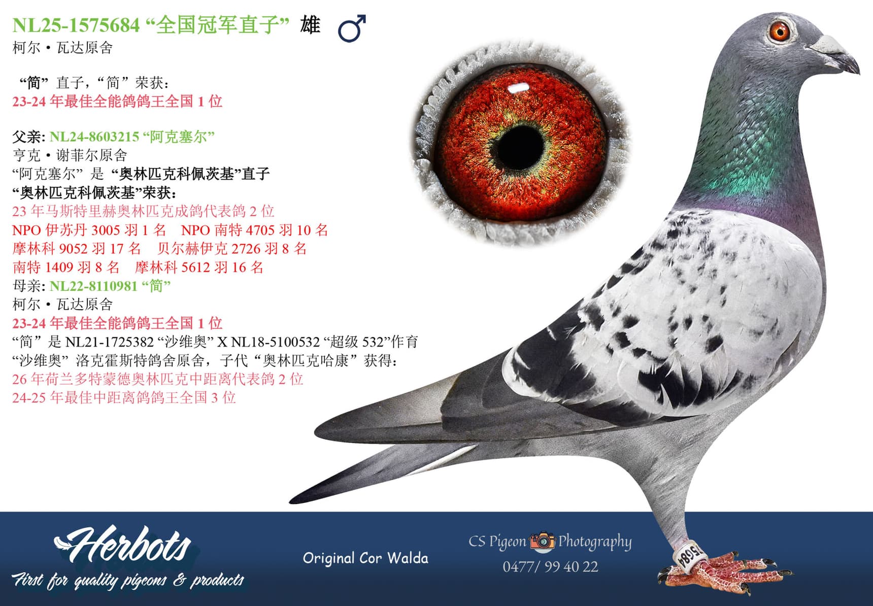 pigeon: undefined