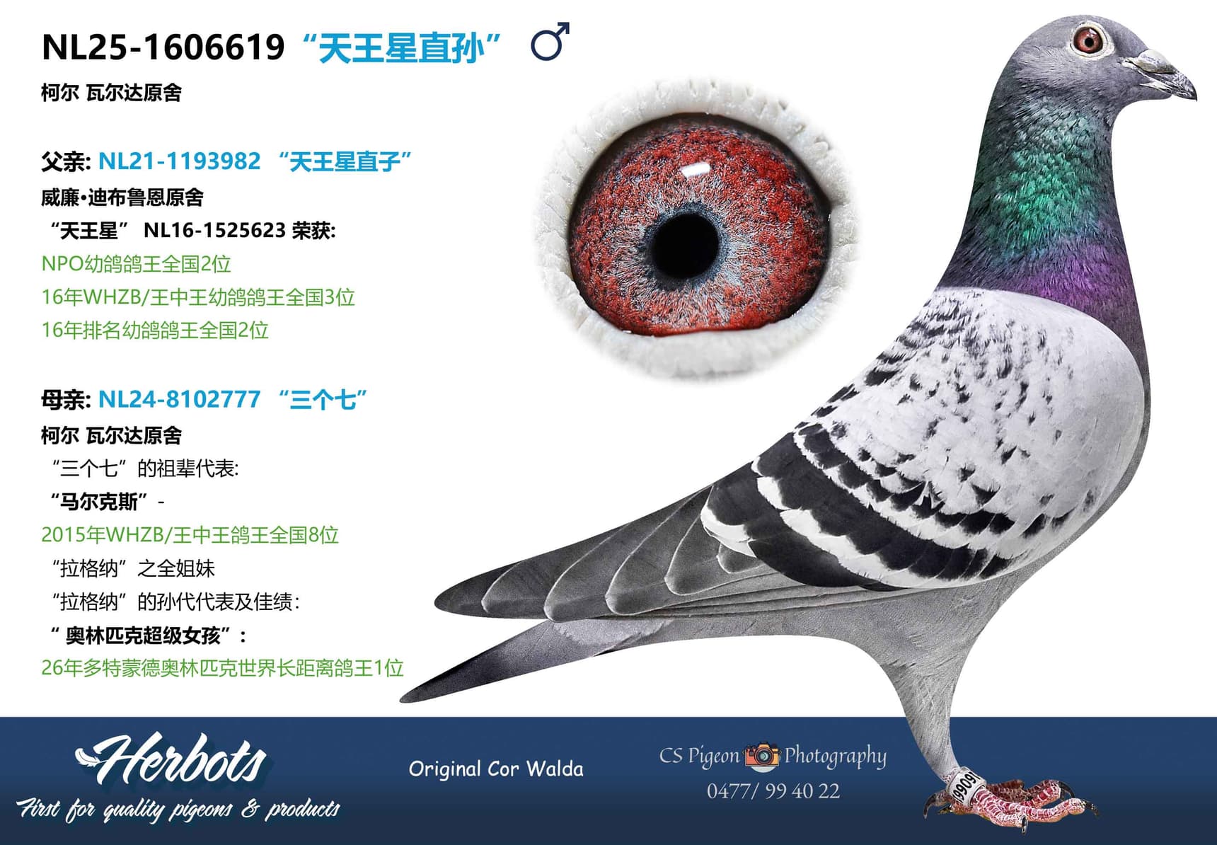 pigeon: undefined