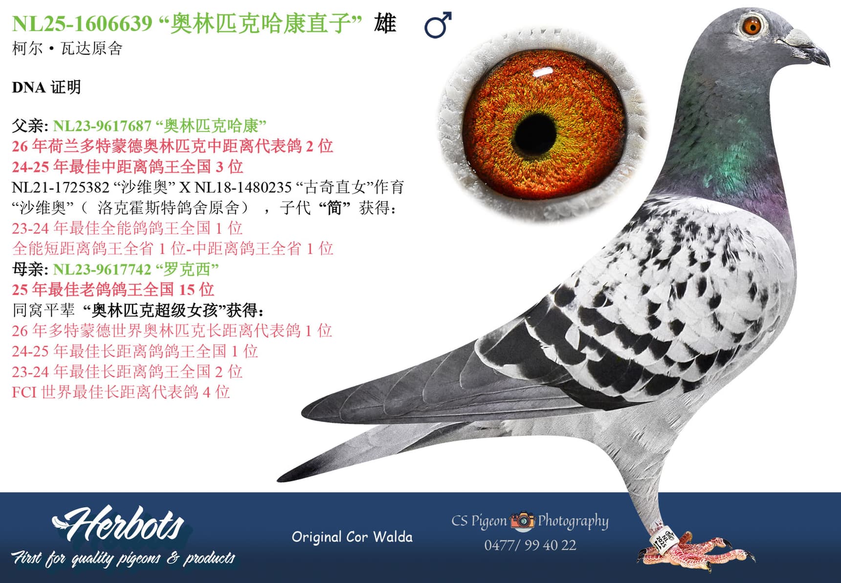 pigeon: undefined