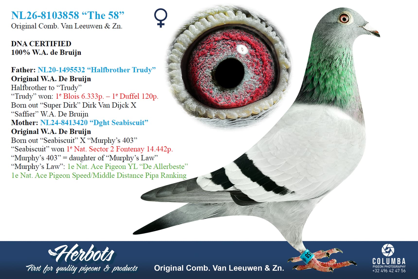 pigeon: undefined