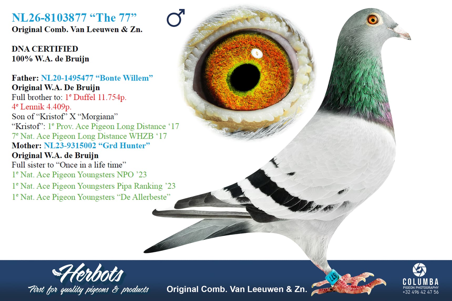 pigeon: undefined