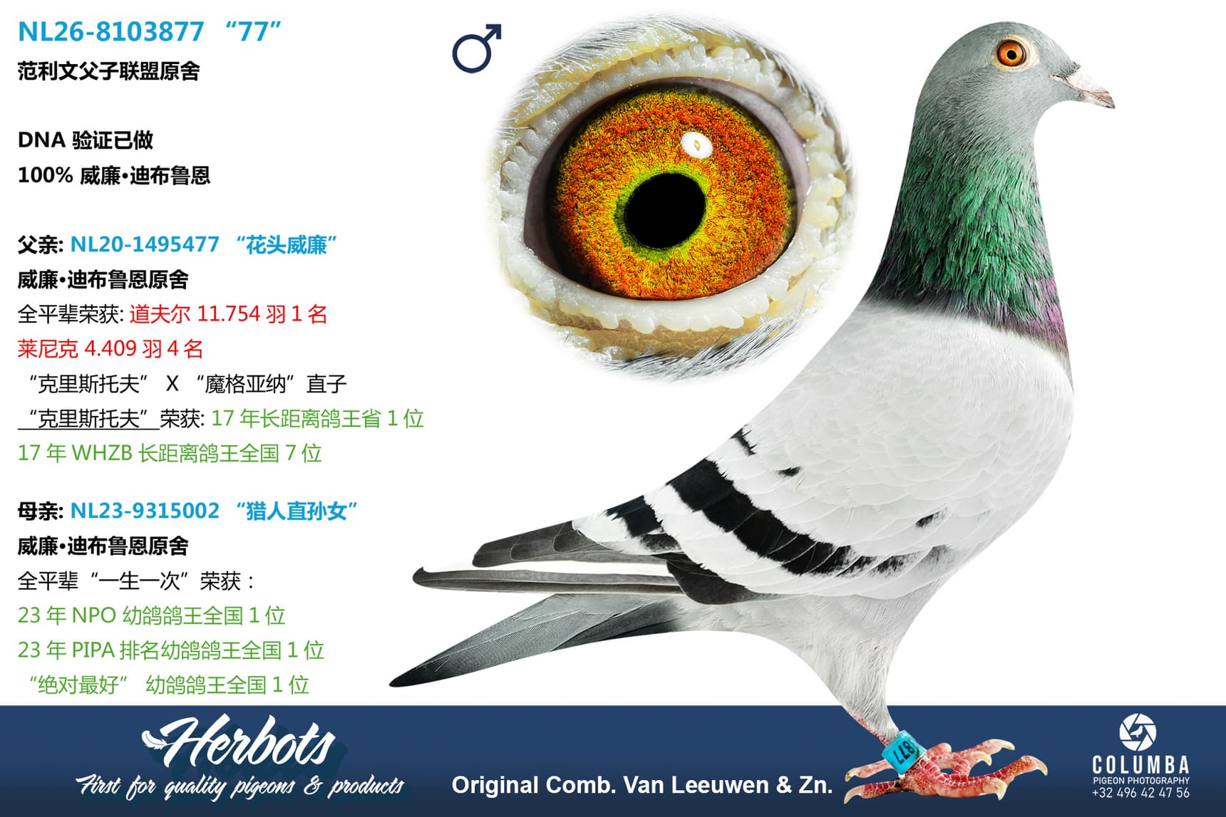 pigeon: undefined