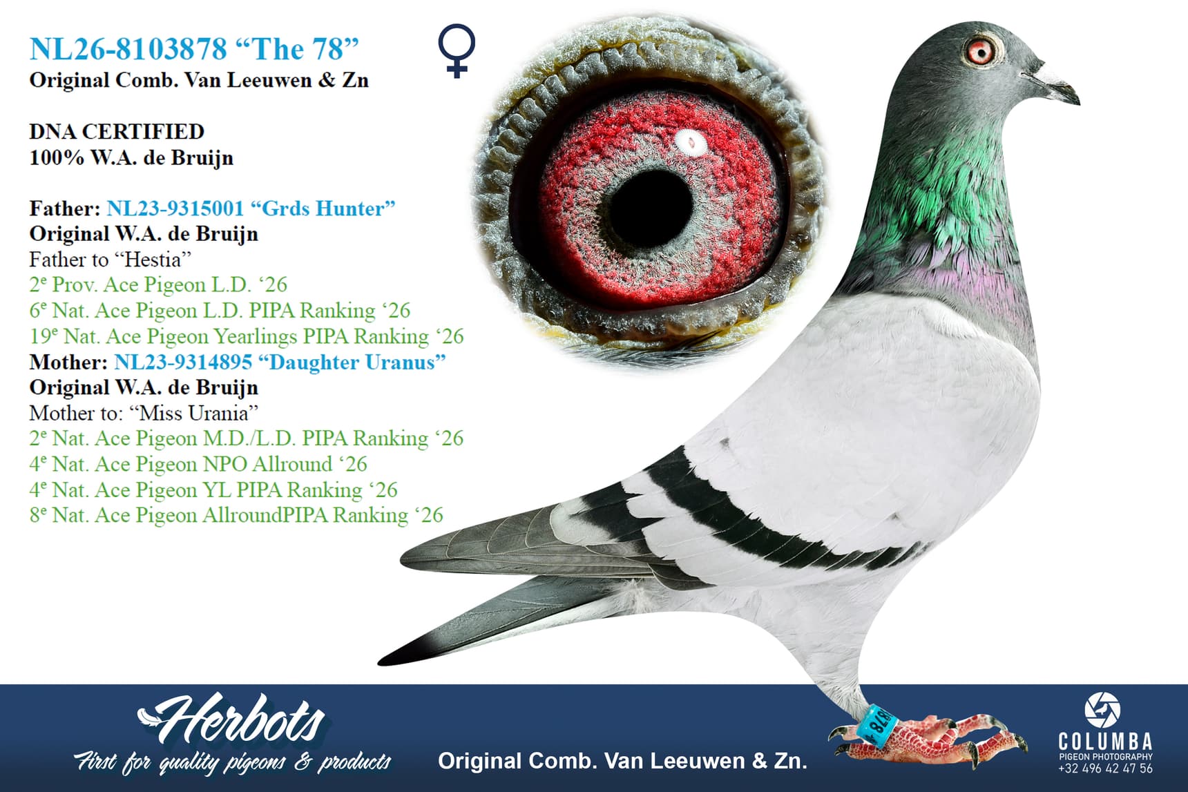pigeon: undefined