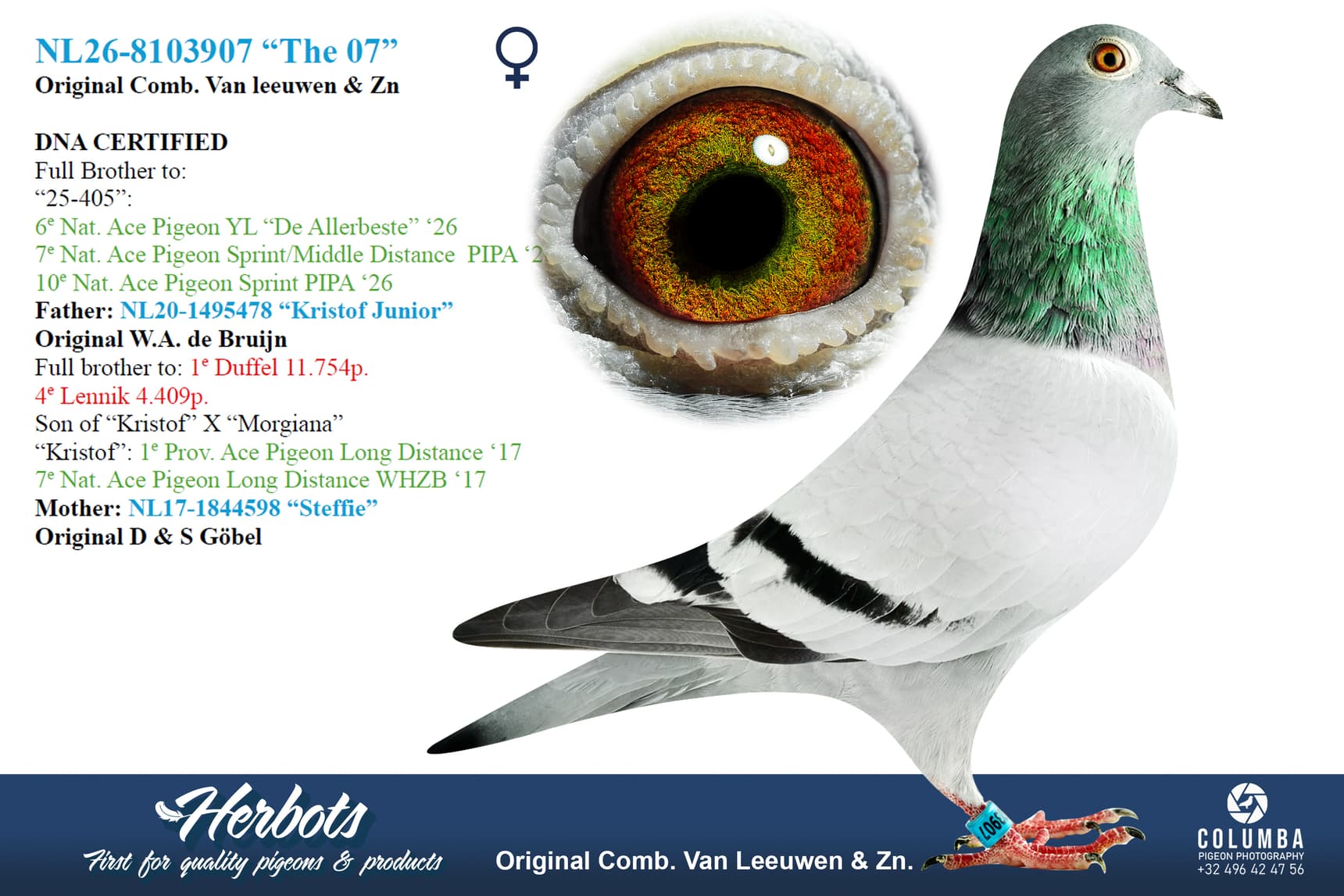pigeon: undefined