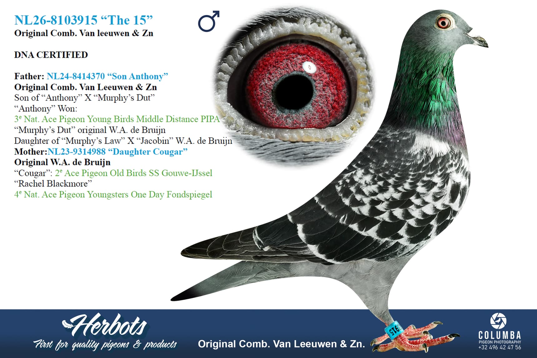 pigeon: undefined
