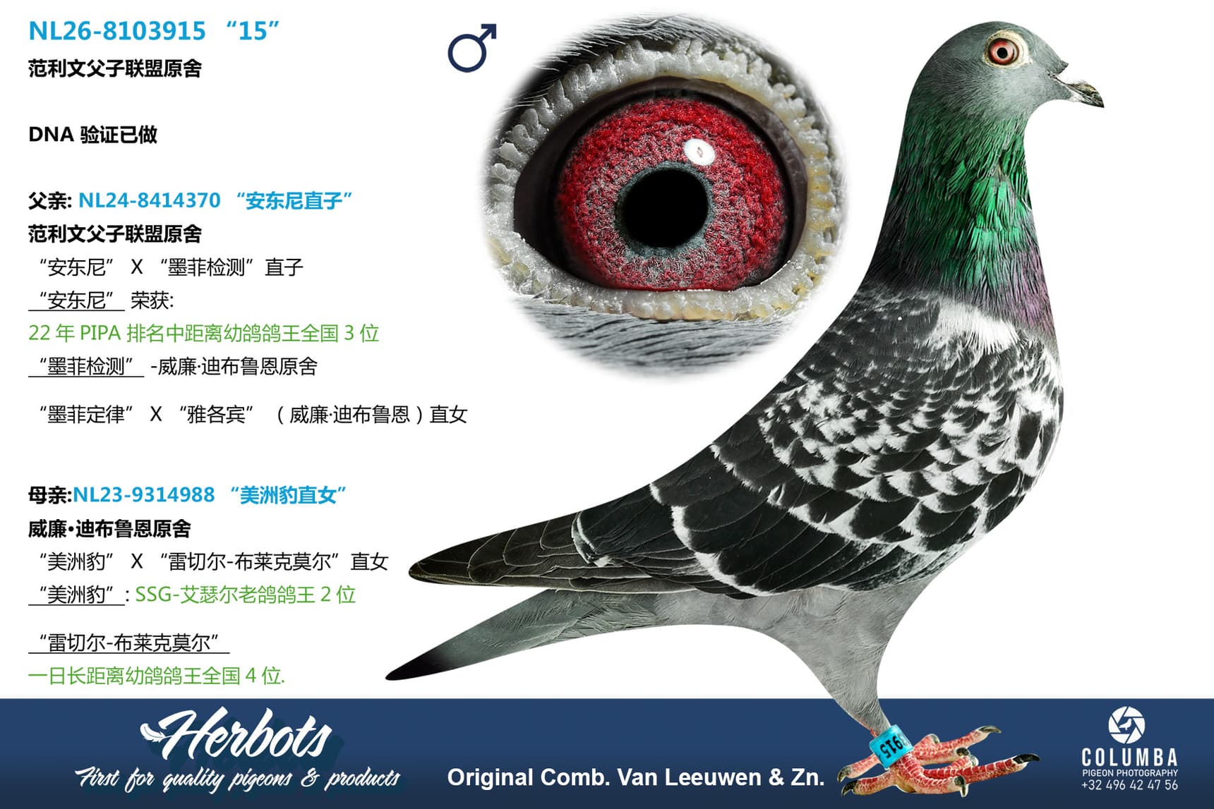 pigeon: undefined