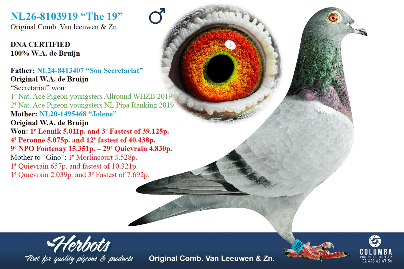 pigeon: undefined