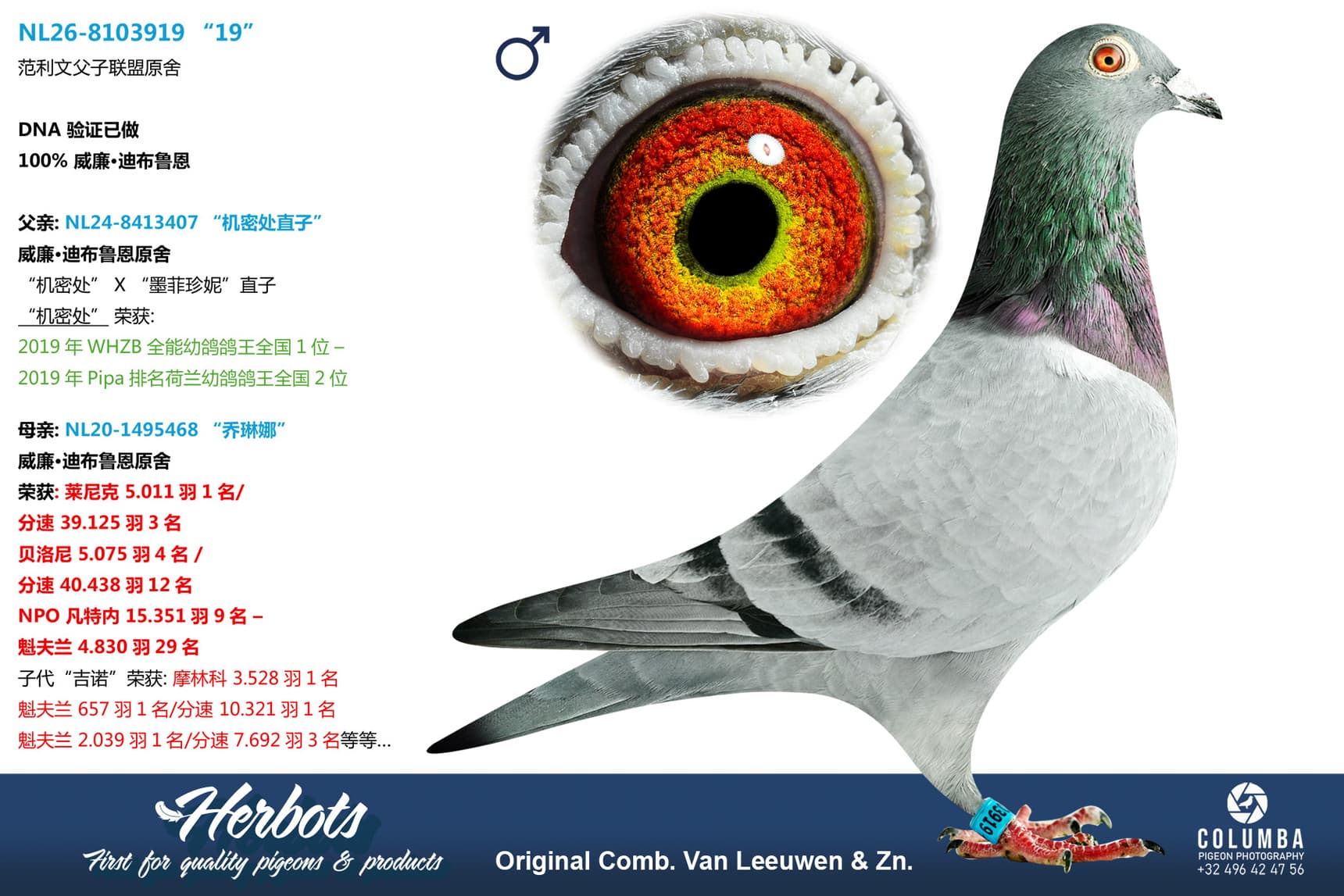 pigeon: undefined