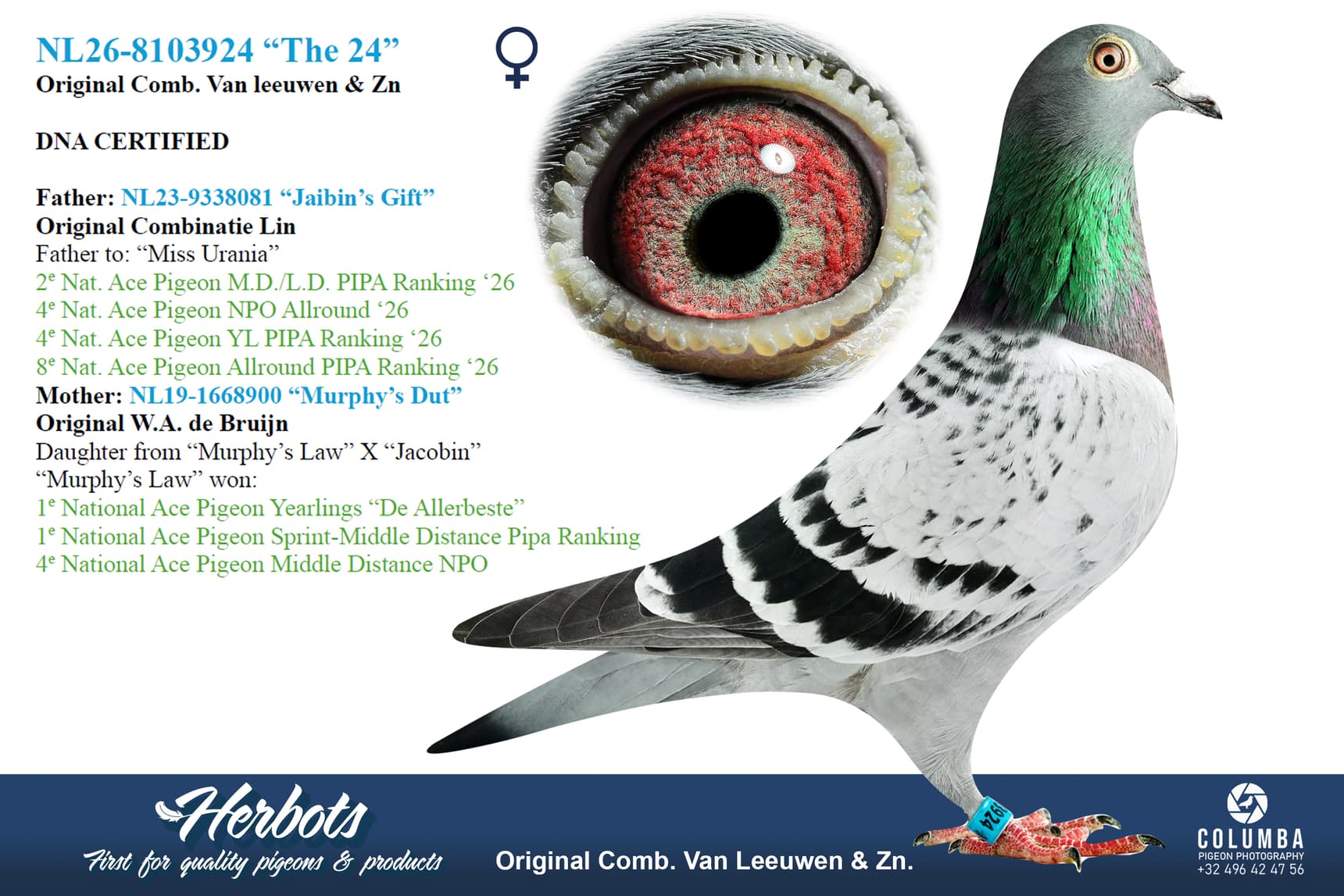 pigeon: undefined