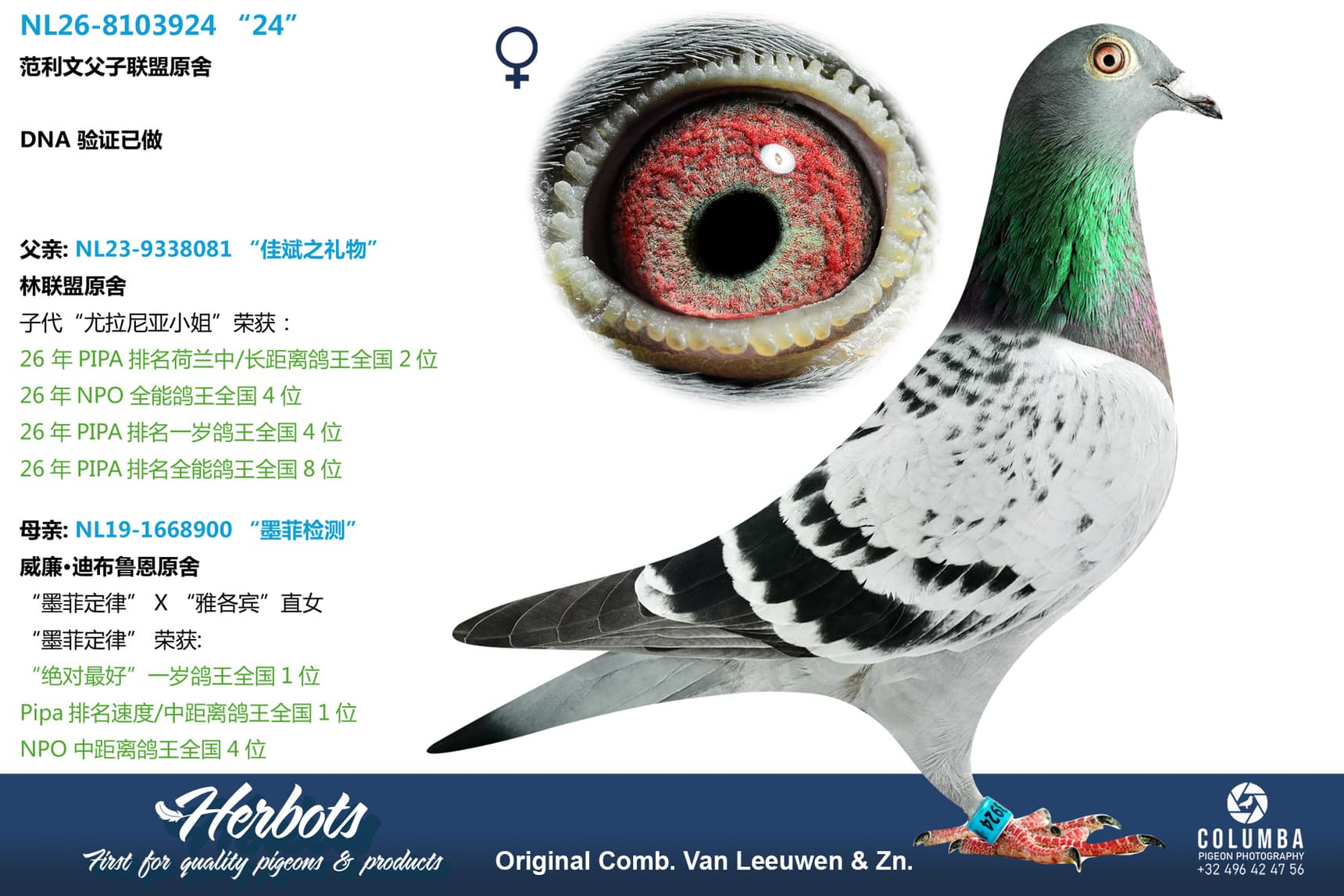 pigeon: undefined