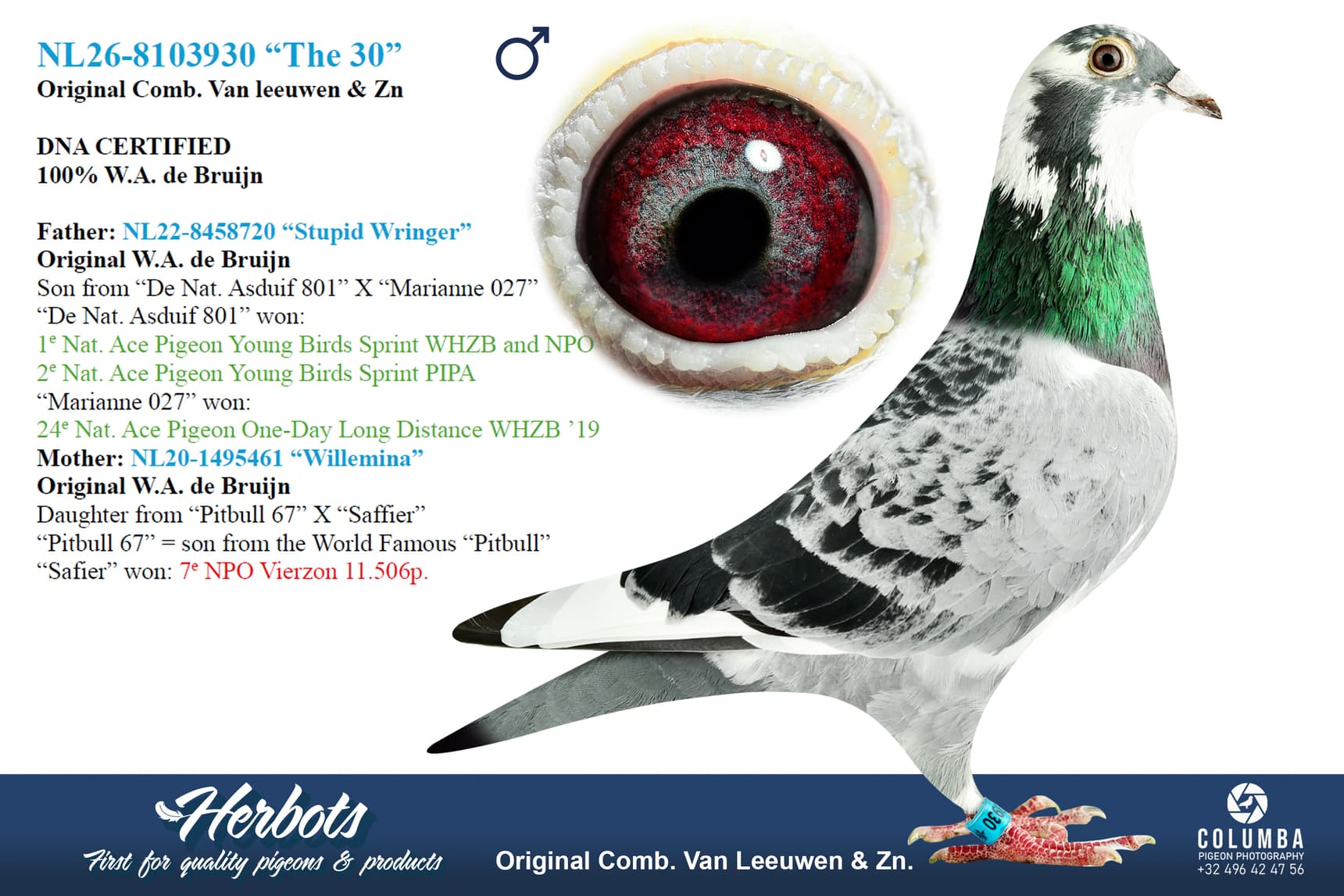 pigeon: undefined