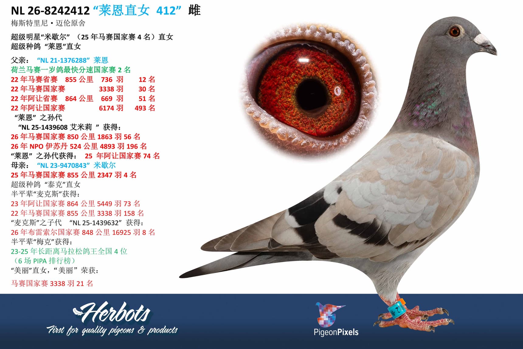 pigeon: undefined