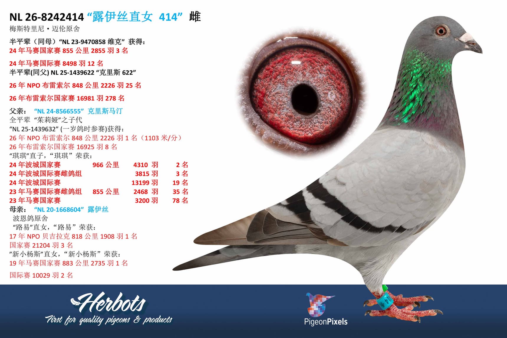 pigeon: undefined