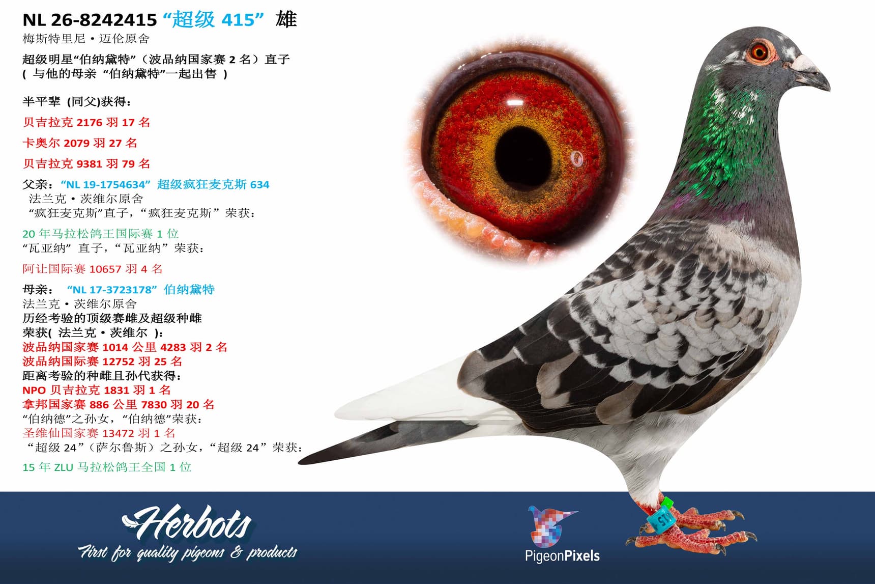 pigeon: undefined