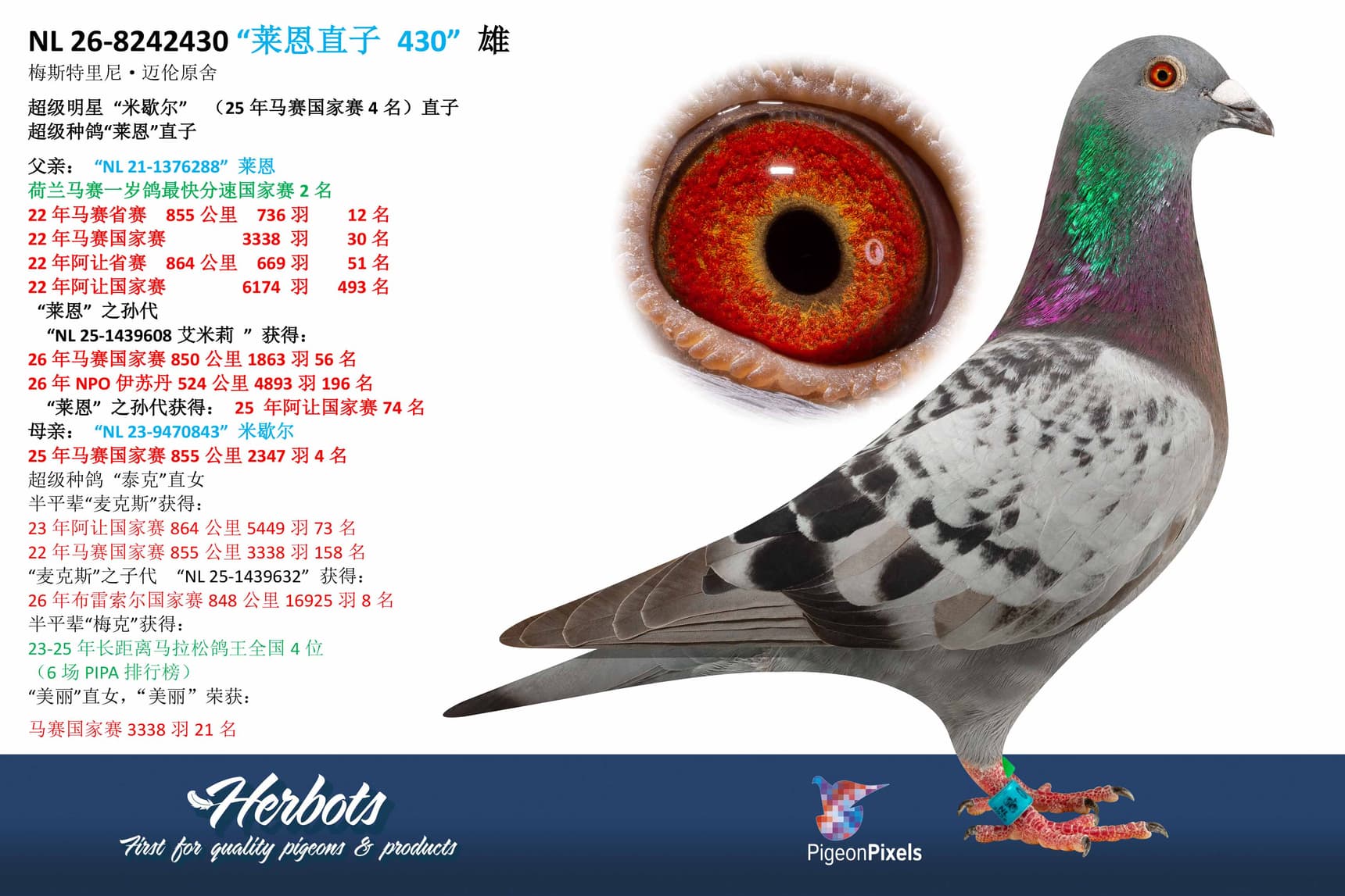 pigeon: undefined