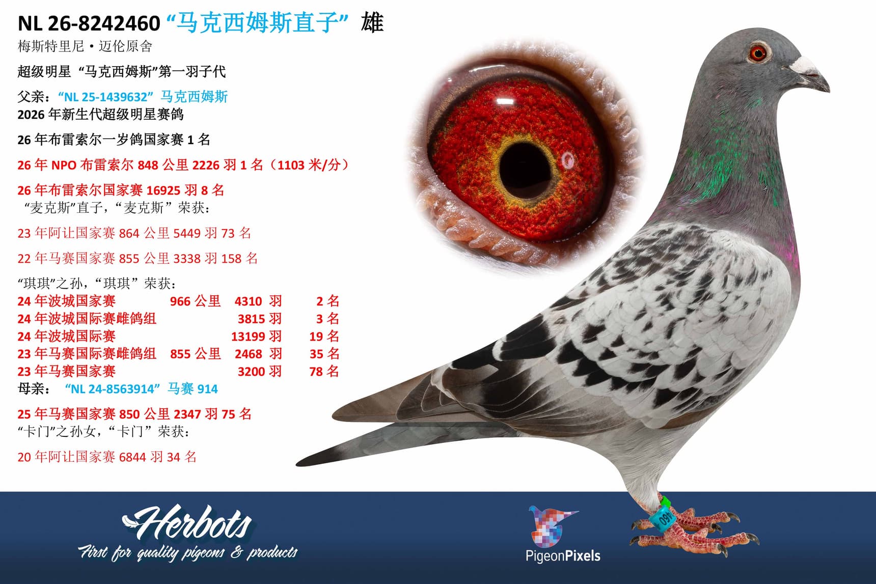 pigeon: undefined
