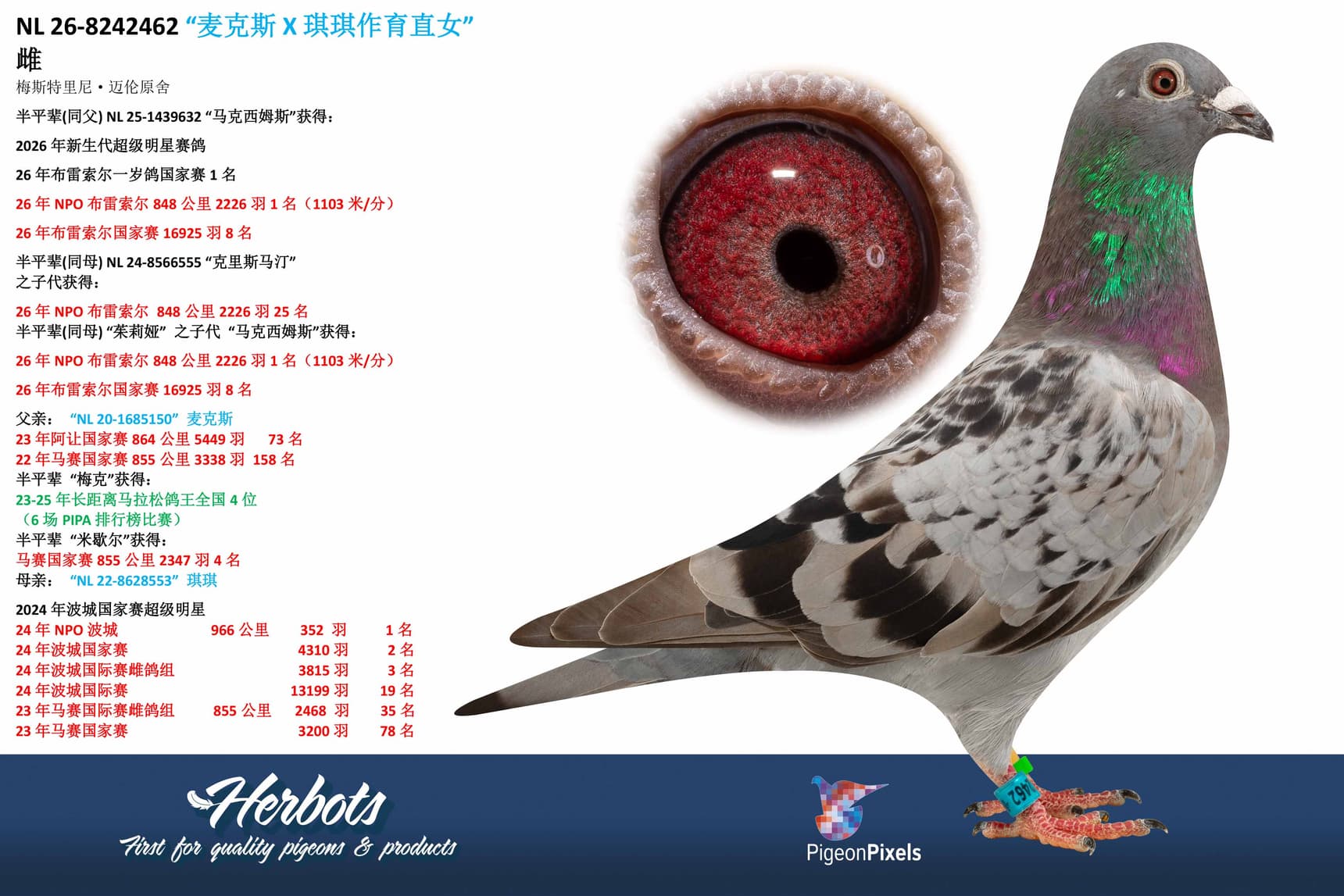 pigeon: undefined