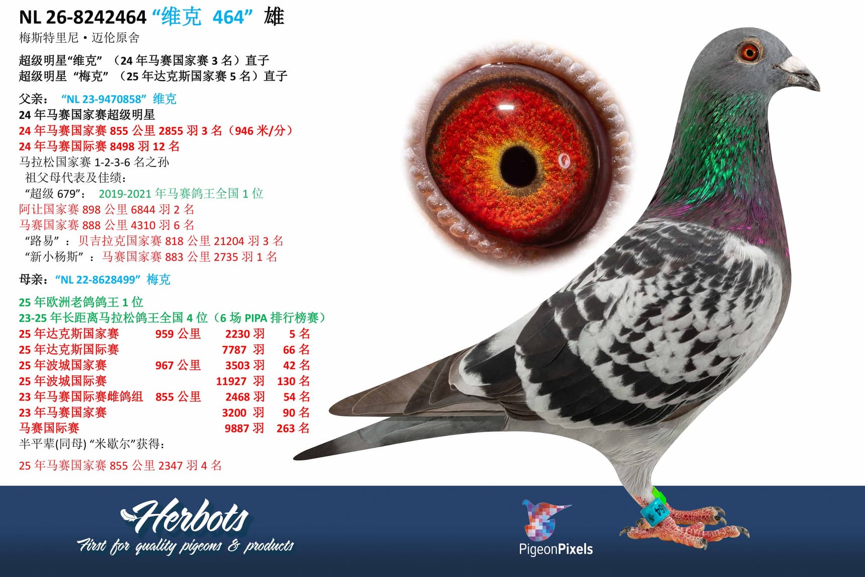 pigeon: undefined