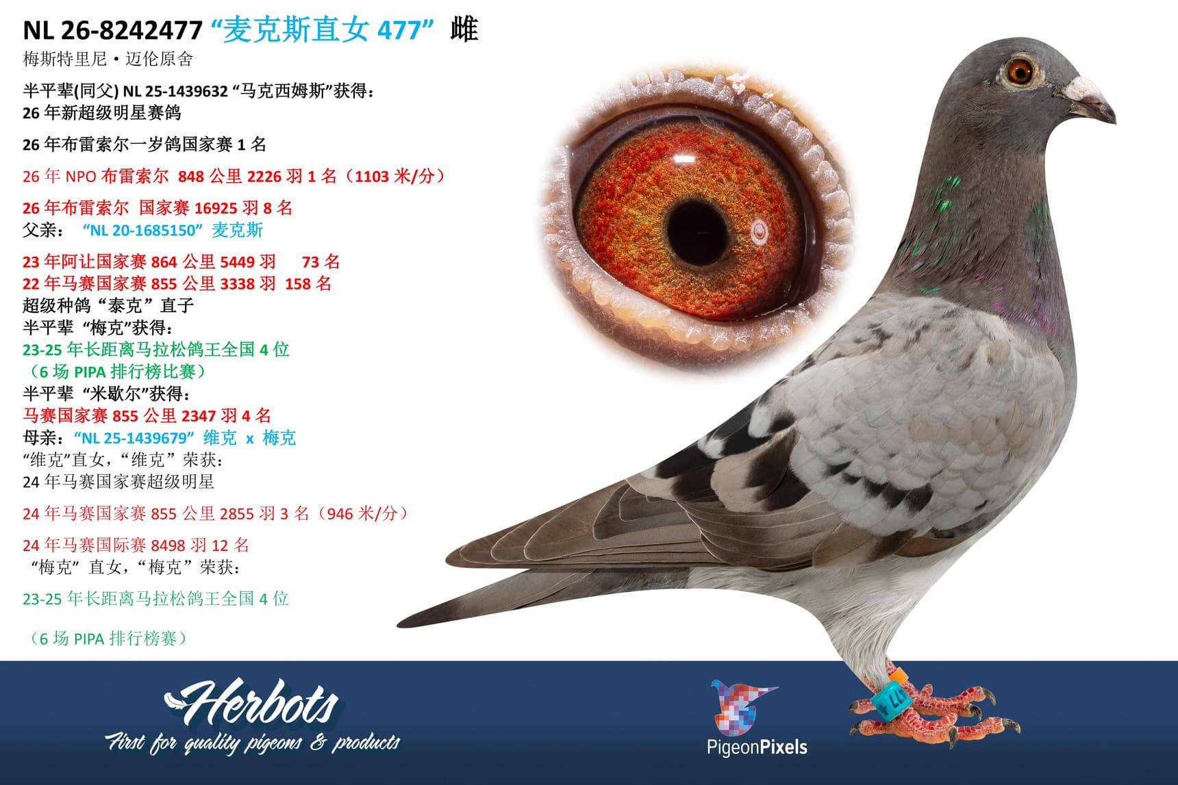 pigeon: undefined