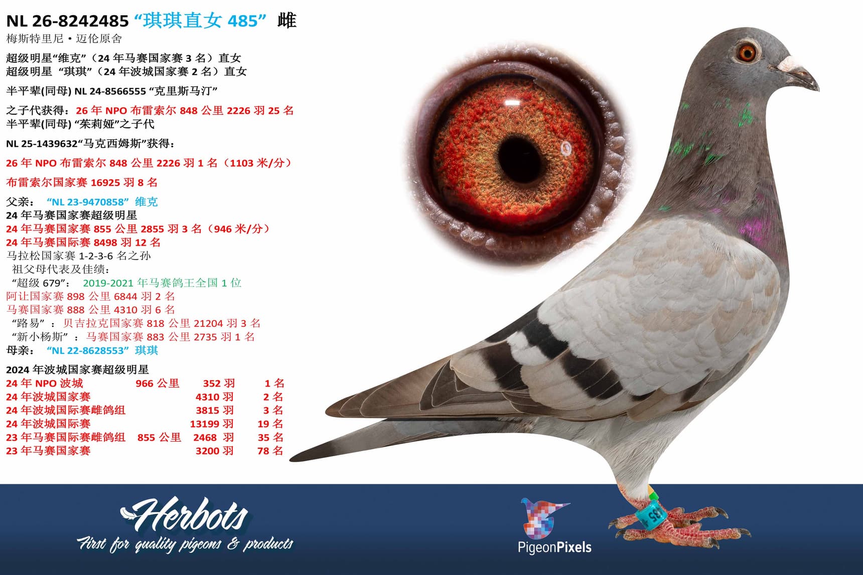 pigeon: undefined