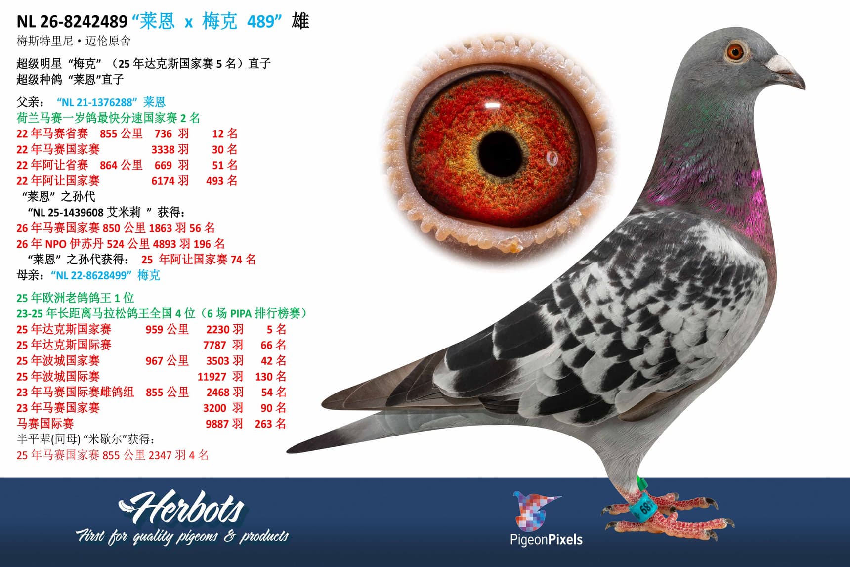 pigeon: undefined