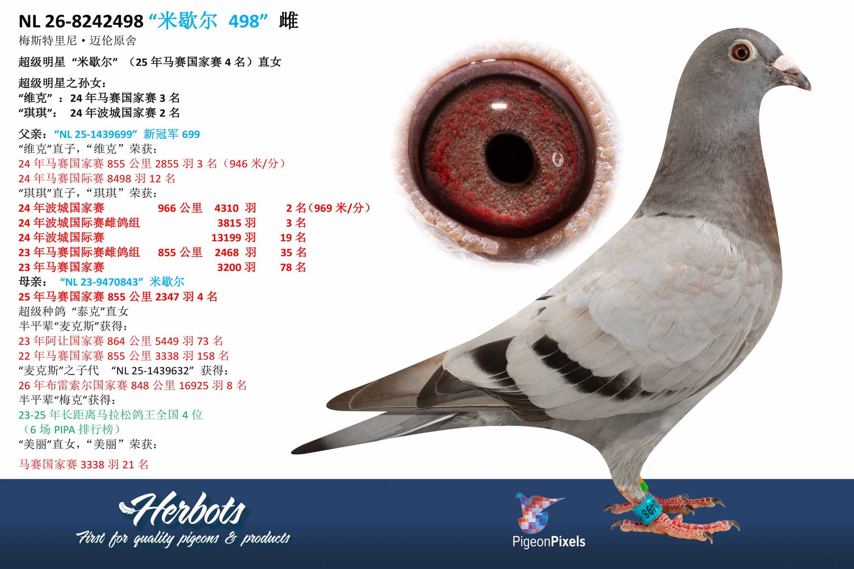 pigeon: undefined