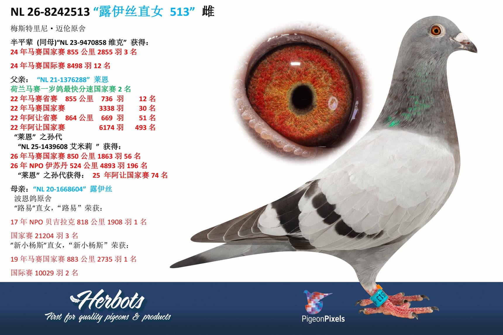 pigeon: undefined
