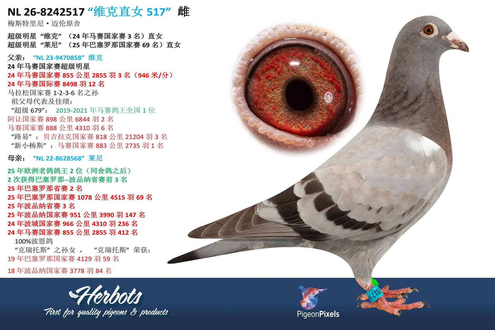 pigeon: undefined