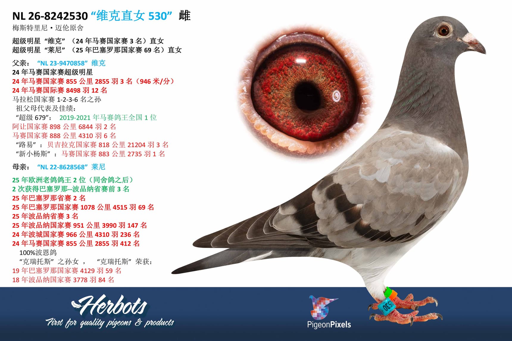 pigeon: undefined