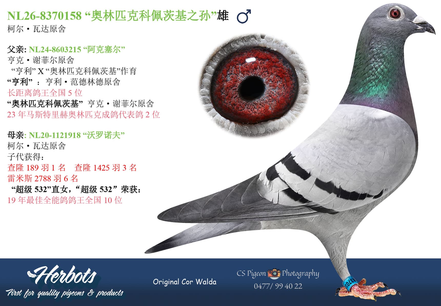 pigeon: undefined