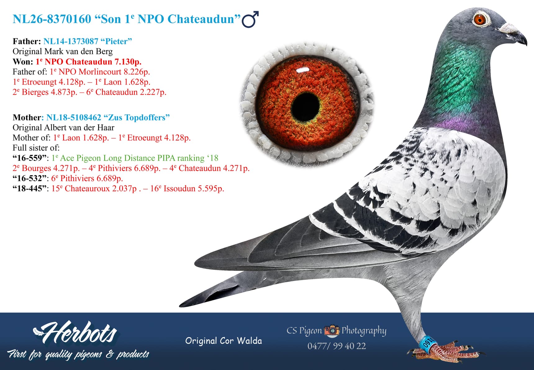 pigeon: undefined
