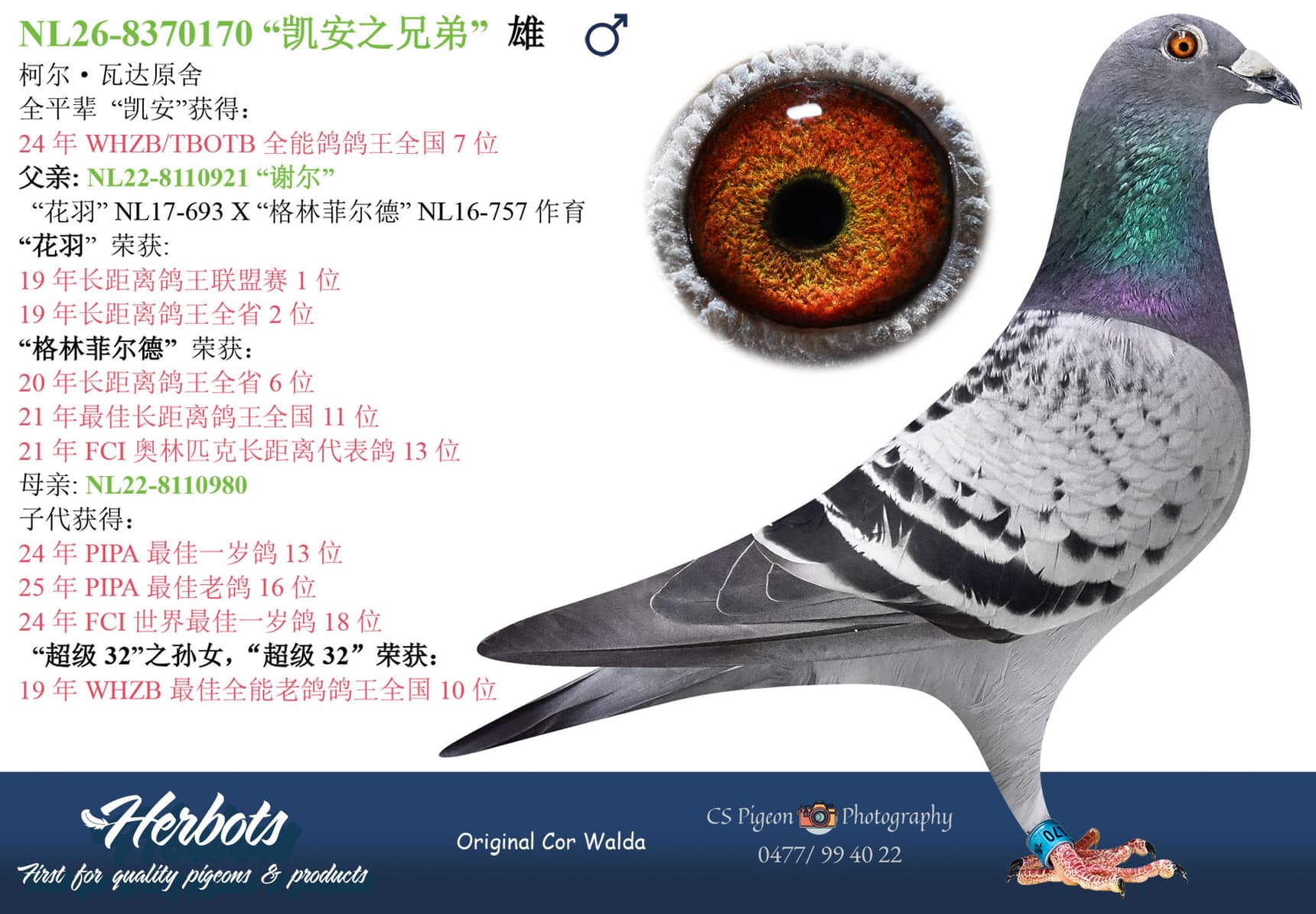 pigeon: undefined