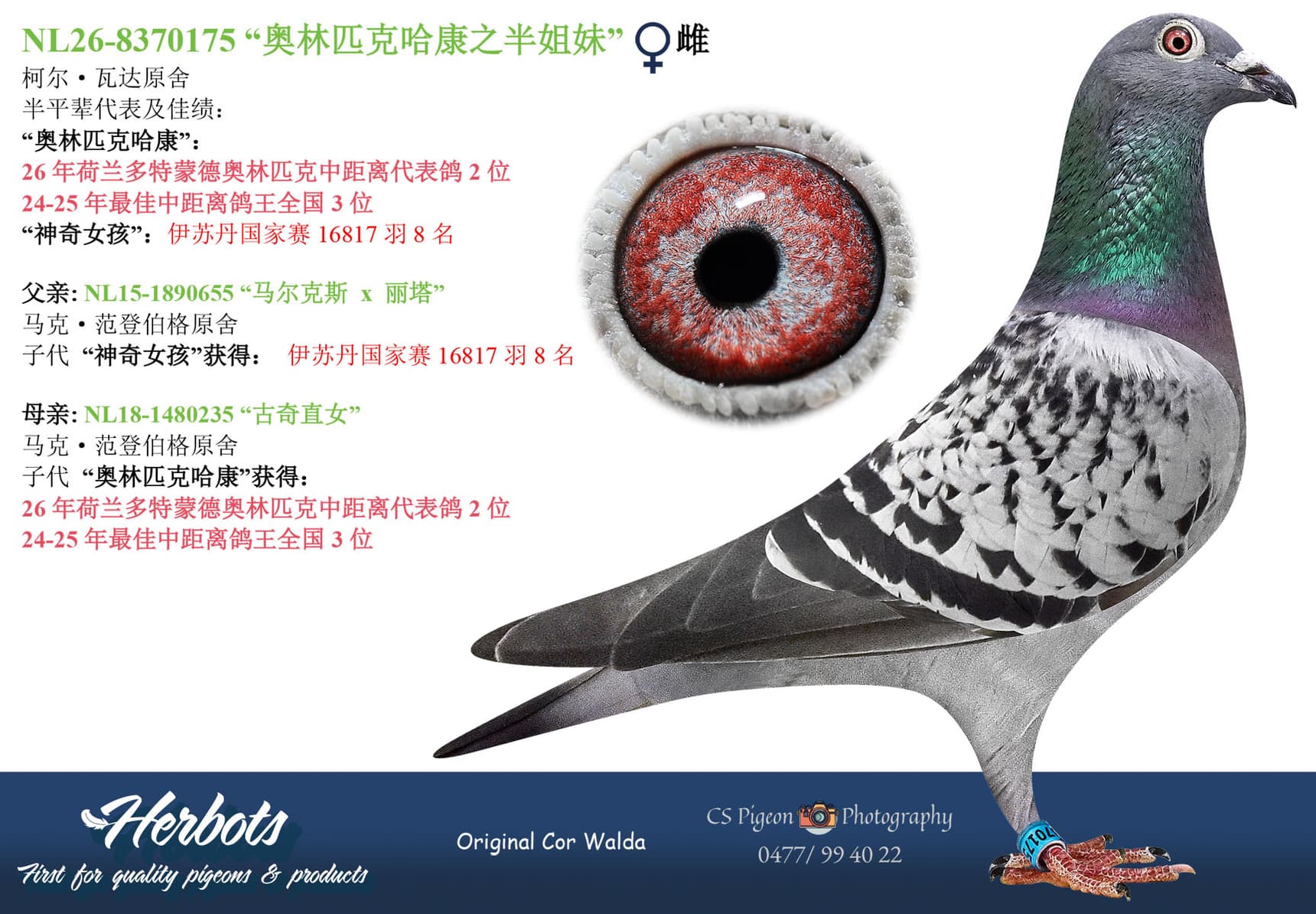 pigeon: undefined