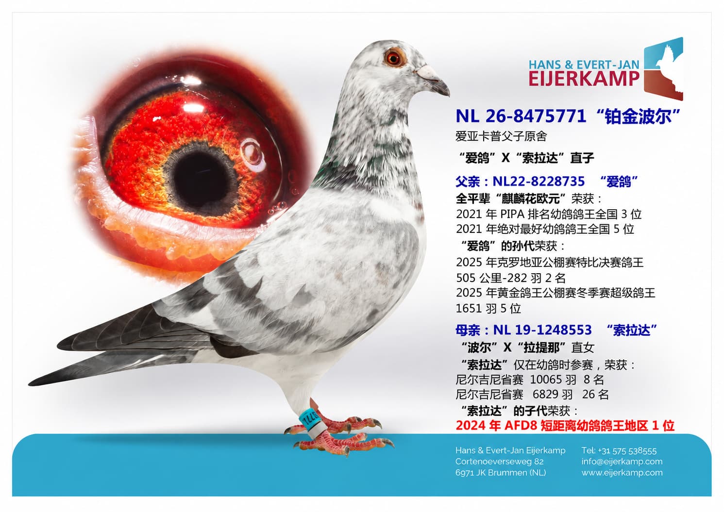 pigeon: undefined