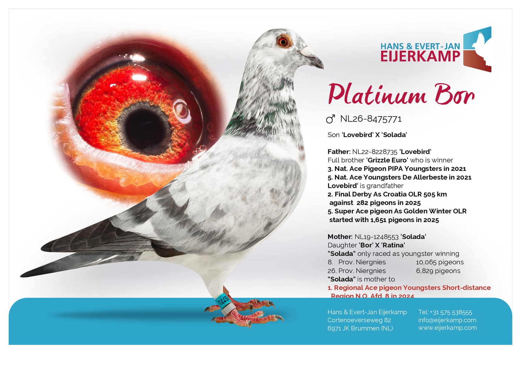 pigeon: undefined