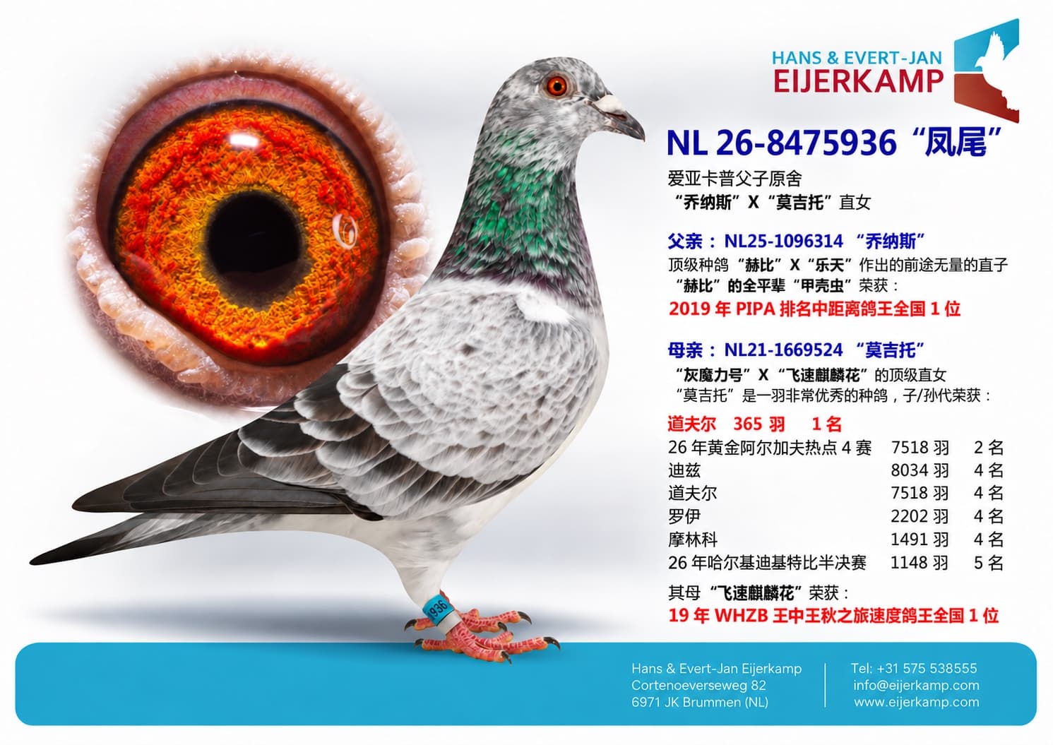 pigeon: undefined