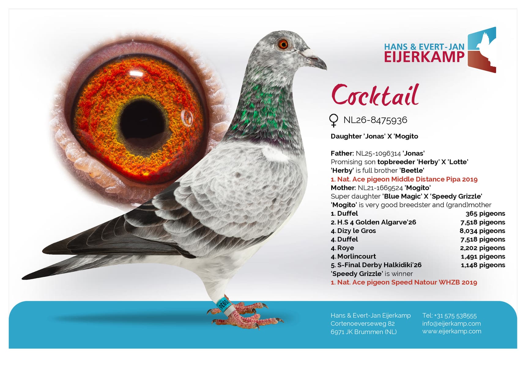 pigeon: undefined