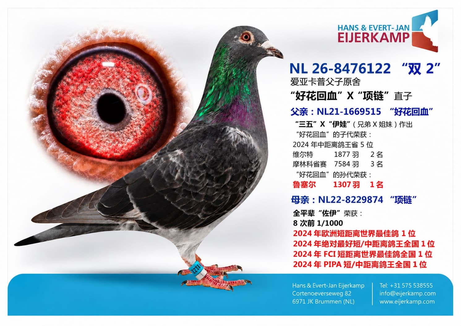 pigeon: undefined