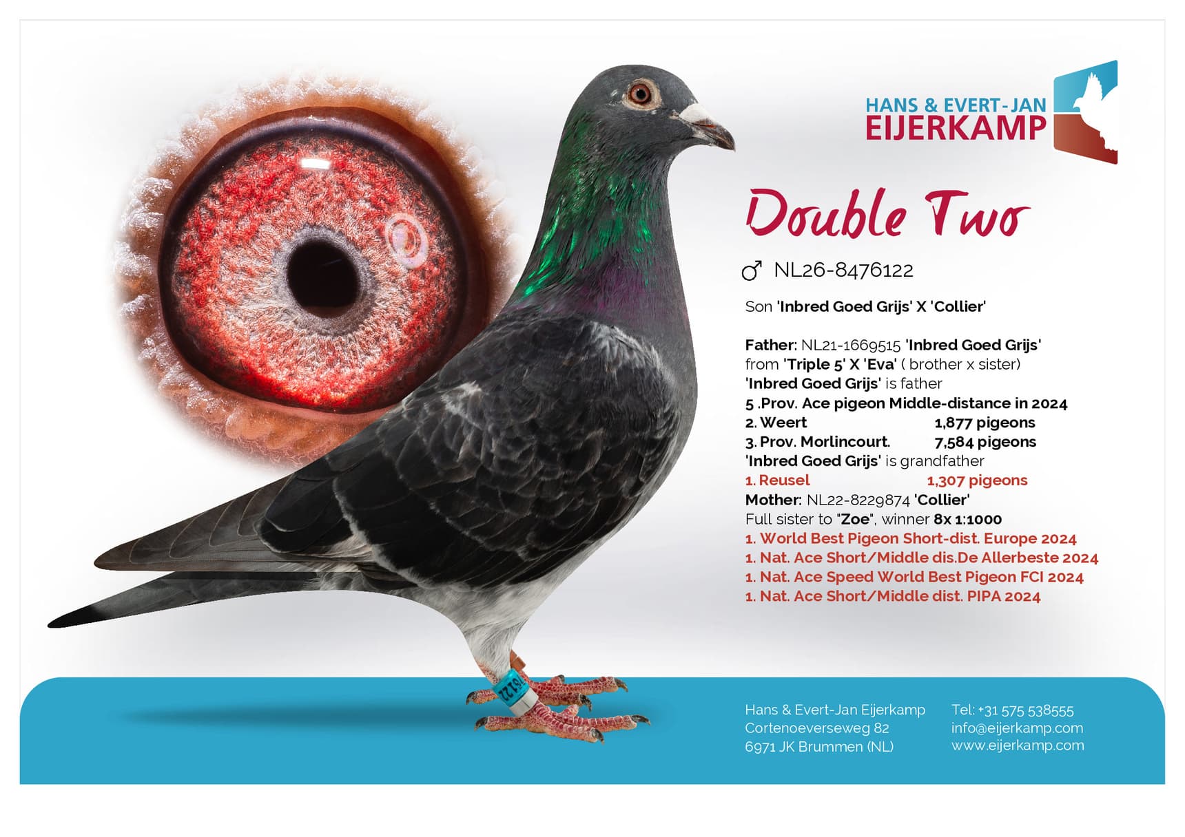 pigeon: undefined