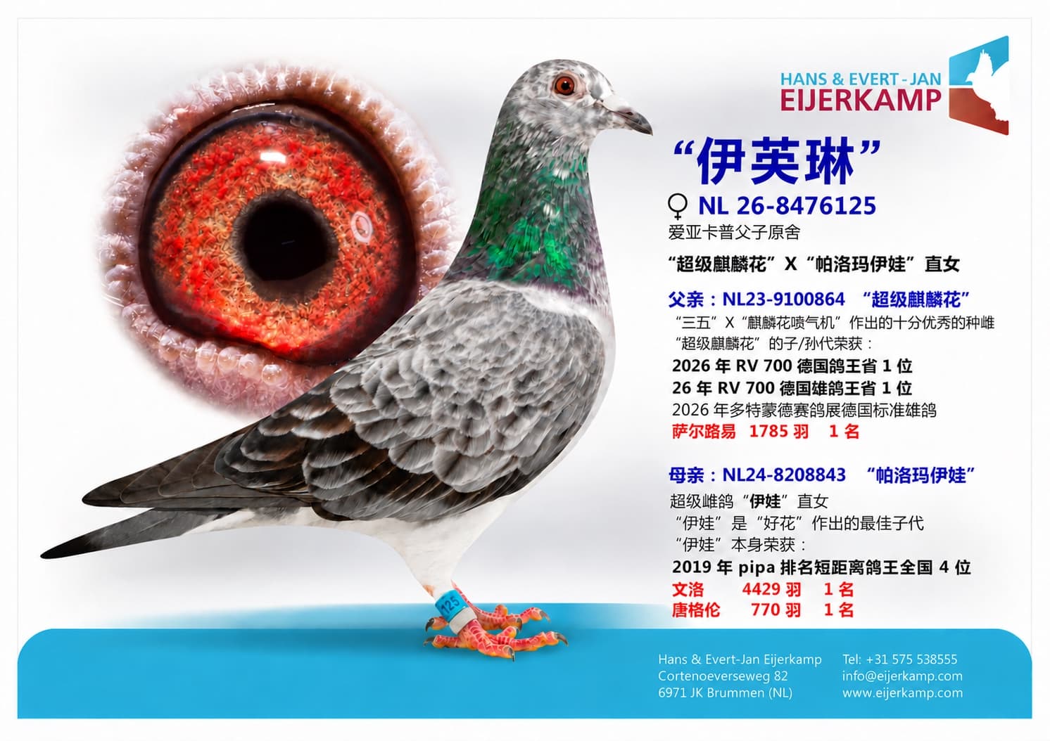 pigeon: undefined