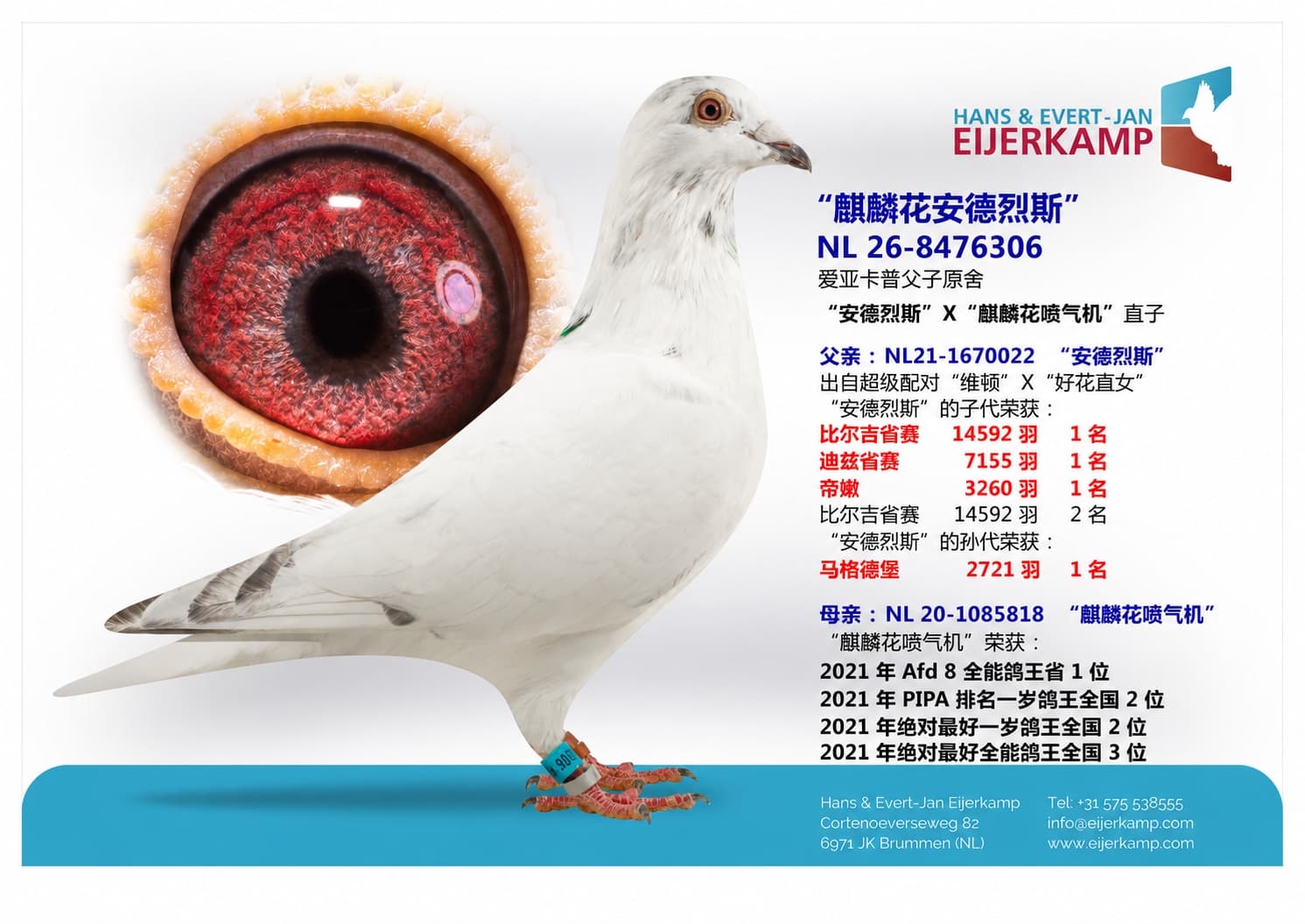 pigeon: undefined