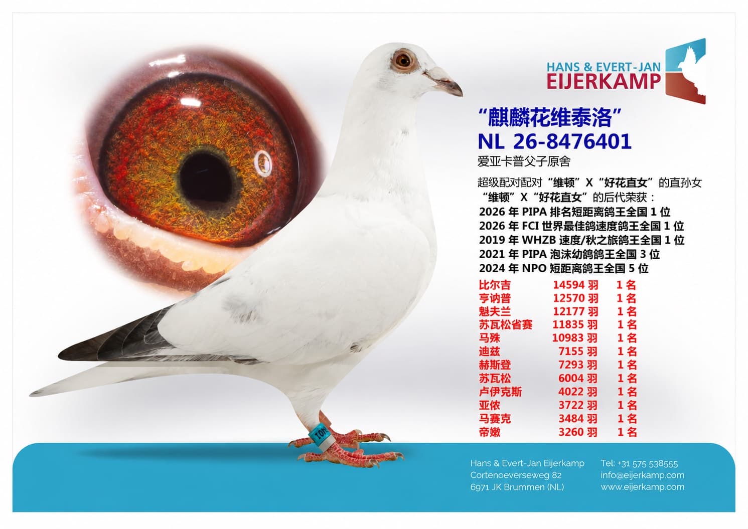 pigeon: undefined